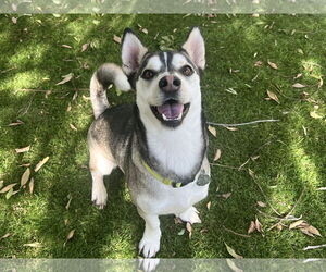 - Mix Dogs for adoption in San Diego, CA, USA