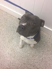 American Staffordshire Terrier Dogs for adoption in Savannah, NY, USA