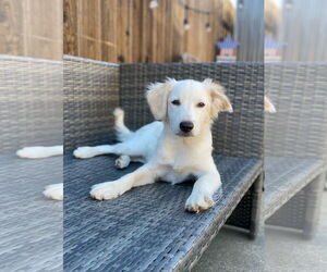 Border Collie-Unknown Mix Dogs for adoption in Woodland, CA, USA