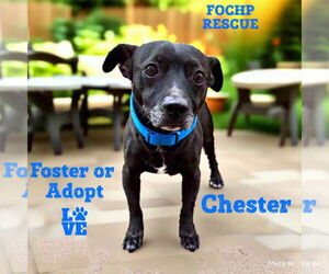 Chihuahua Dogs for adoption in Menifee, CA, USA