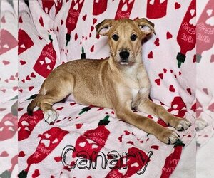 American Pit Bull Terrier-Labrador Retriever Mix Dogs for adoption in Fenton, MO, USA
