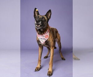 Mutt Dogs for adoption in Stevens Point, WI, USA