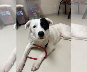 Great Pyrenees-Unknown Mix Dogs for adoption in Greenbelt, MD, USA