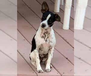 Toy Fox Terrier-Unknown Mix Dogs for adoption in San Jose, CA, USA