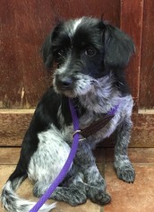 Medium Photo #1 Mutt Puppy For Sale in Amarillo, TX, USA