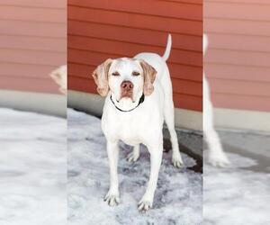 Pointer Dogs for adoption in Fargo, ND, USA