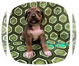 Mutt Dogs for adoption in New Orleans, LA, USA
