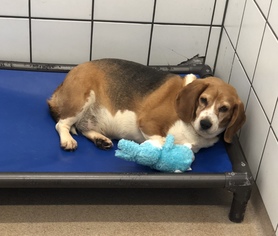 Beagle Dogs for adoption in Zanesville, OH, USA