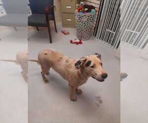 Australian Shepherd-Spaniel Mix Dogs for adoption in Mt. Gilead, OH, USA