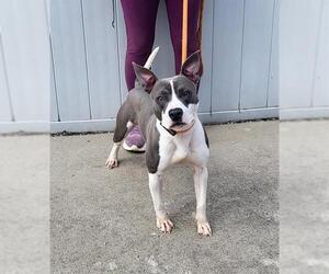 American Staffordshire Terrier-Unknown Mix Dogs for adoption in Louisville, KY, USA