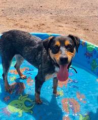 Rottweiler-Unknown Mix Dogs for adoption in Apache Junction, AZ, USA