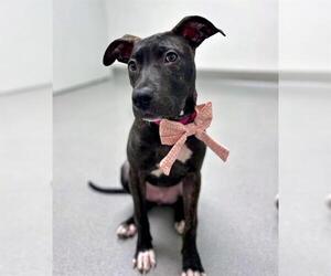 Mutt Dogs for adoption in San Francisco, CA, USA