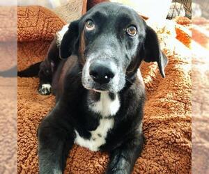 Labrador Retriever-Unknown Mix Dogs for adoption in Flower Mound, TX, USA