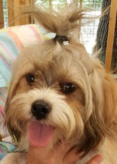 Lhasa Apso Dogs for adoption in Baileyton, AL, USA