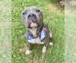 Mutt Dogs for adoption in Tulsa, OK, USA