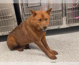 Chow Chow Dogs for adoption in Houston, TX, USA