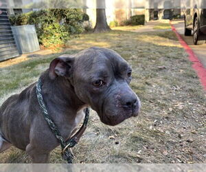 Mutt Dogs for adoption in Plano, TX, USA