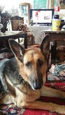 German Shepherd Dog Dogs for adoption in Blairsville, GA, USA