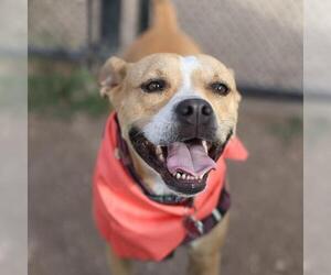 American Staffordshire Terrier-Unknown Mix Dogs for adoption in San Antonio, TX, USA
