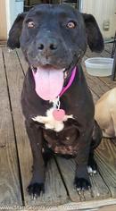American Bulldog Dogs for adoption in Statesboro, GA, USA