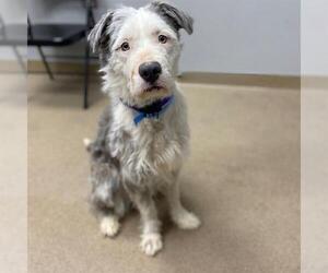 Old English Sheepdog-Unknown Mix Dogs for adoption in Aurora, CO, USA