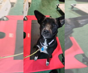 Australian Kelpie-Unknown Mix Dogs for adoption in Mukwonago, WI, USA