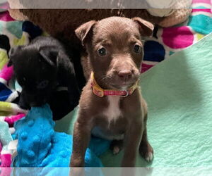 Mutt Dogs for adoption in Minneapolis, MN, USA