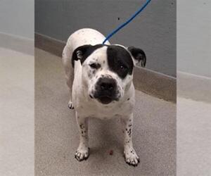 Mutt Dogs for adoption in Las Vegas, NV, USA