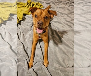 Mutt Dogs for adoption in Calhoun, GA, USA