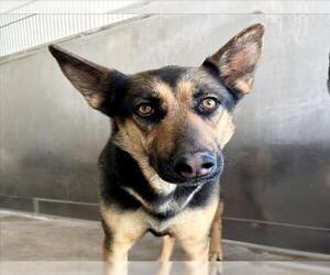 German Shepherd Dog Dogs for adoption in San Bernardino, CA, USA