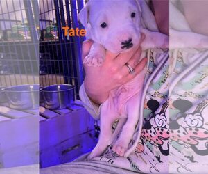 American Pit Bull Terrier-Unknown Mix Dogs for adoption in Belleville, MI, USA