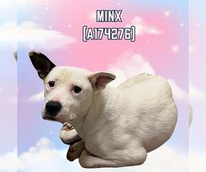 American Pit Bull Terrier-Unknown Mix Dogs for adoption in Tulsa, OK, USA