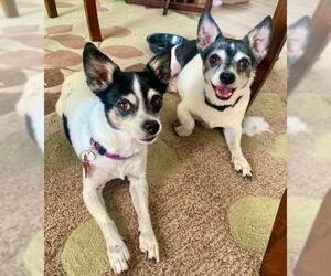 Chihuahua Dogs for adoption in Newport Beach, CA, USA