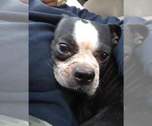 Boston Terrier Dogs for adoption in Lewistown, PA, USA
