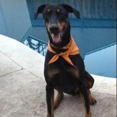 Doberman Pinscher Dogs for adoption in Pleasant Hill, CA, USA