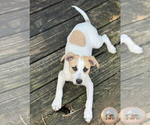 Mutt Dogs for adoption in Pensacola, FL, USA