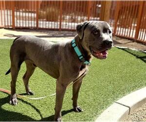 American Pit Bull Terrier-Unknown Mix Dogs for adoption in Las Vegas, NV, USA