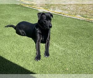 Labrador Retriever-Unknown Mix Dogs for adoption in Clovis, CA, USA