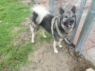 Norwegian Elkhound Dogs for adoption in CRESCENT CITY, FL, USA