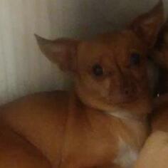 Chihuahua Dogs for adoption in Titusville, FL, USA