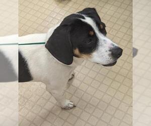 Jack-A-Bee Dogs for adoption in Batavia, OH, USA