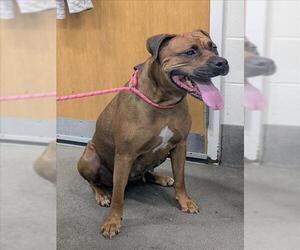 Boxer Dogs for adoption in Forestville, MD, USA