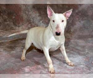Bull Terrier Dogs for adoption in West Valley, UT, USA
