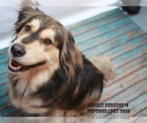 Gollie Dogs for adoption in Nashville, TN, USA
