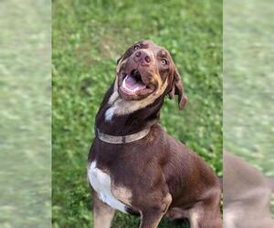 Labrador Retriever-Unknown Mix Dogs for adoption in Sparta, IL, USA