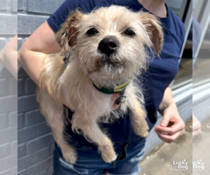 Unknown-Wheaten Terrier Mix Dogs for adoption in Washington, DC, USA