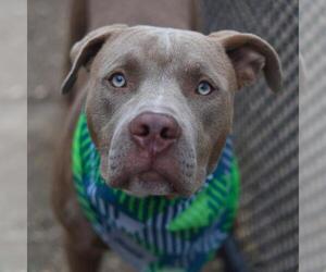 American Staffordshire Terrier Dogs for adoption in San Antonio, TX, USA