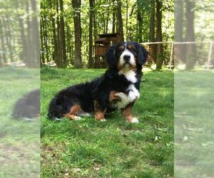 Bernese Mountain Dog Dogs for adoption in Smithfield, PA, USA