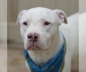 American Staffordshire Terrier-Unknown Mix Dogs for adoption in San Antonio, TX, USA