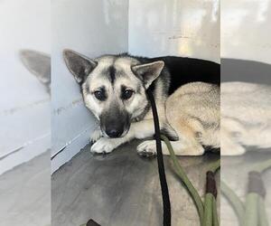 German Shepherd Dog Dogs for adoption in Stockton, CA, USA